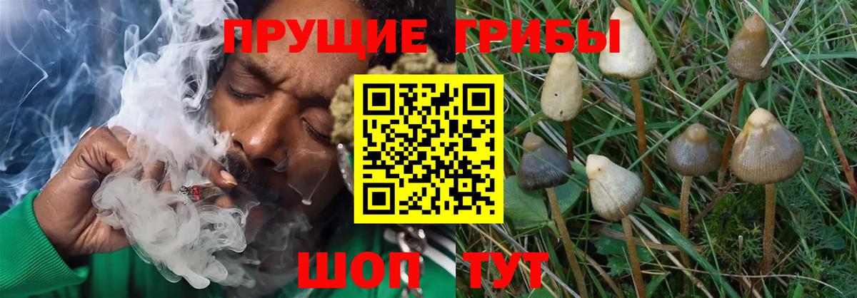 Южно-Сахалинск  Псилоцибиновые грибы Psilocybe  Псилоцибиновые грибы Psilocybe  Вход с VPN 